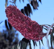 Staghorn Sumac