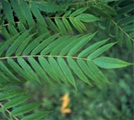 Staghorn Sumac
