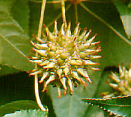 Sweetgum (American Sweetgum)