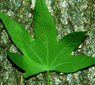 Sweetgum (American Sweetgum)