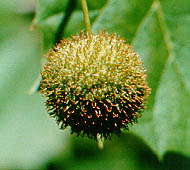 Sycamore (American Sycamore)