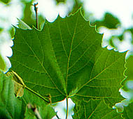 Sycamore (American Sycamore)