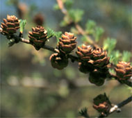 Tamarack (American Larch)