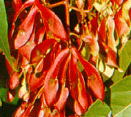 Tree of Heaven  (Ailanthus)