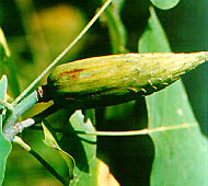 Tuliptree (Yellow Poplar)