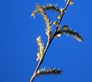 Weeping Willow (Babylon Weeping Willow)