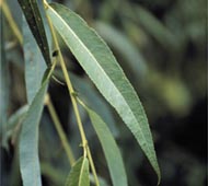 Weeping Willow (Babylon Weeping Willow)