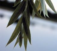 White Willow