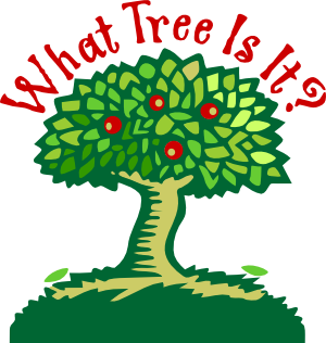 What Tree is It?